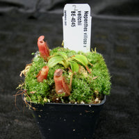 Nepenthes villosa x veitchii