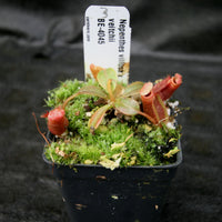 Nepenthes villosa x veitchii