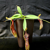 Nepenthes singalana Belirang, BE-3170