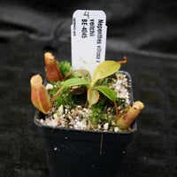 Nepenthes villosa x veitchii