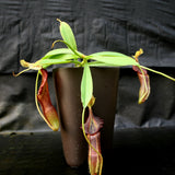 Nepenthes singalana Belirang, BE-3170