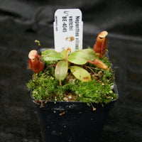 Nepenthes villosa x veitchii