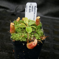 Nepenthes villosa x veitchii