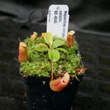 Nepenthes villosa x veitchii