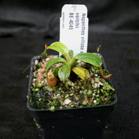 Nepenthes villosa x veitchii