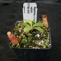 Nepenthes villosa x veitchii