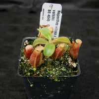 Nepenthes villosa x veitchii