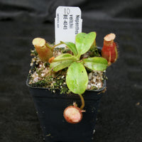 Nepenthes villosa x veitchii