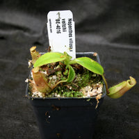 Nepenthes villosa x veitchii