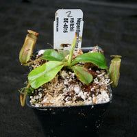 Nepenthes villosa x veitchii