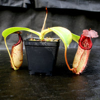Nepenthes burbidgeae x robcantleyi, BE-3577