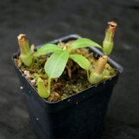 Nepenthes (truncata x campanulata) x edwardsiana, CAR-0170