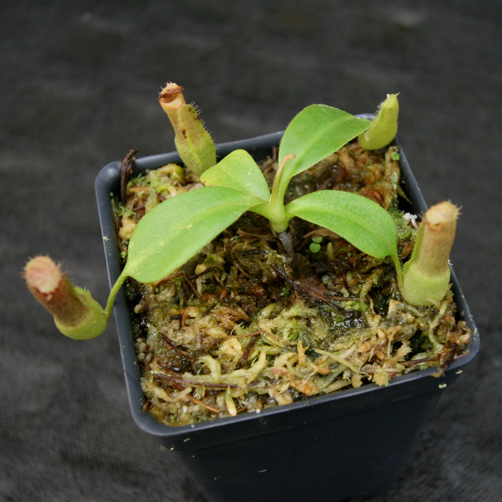 
                      
                        Nepenthes (truncata x campanulata) x edwardsiana, CAR-0170
                      
                    