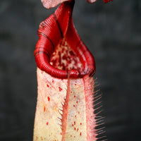 Nepenthes burbidgeae x robcantleyi, BE-3577