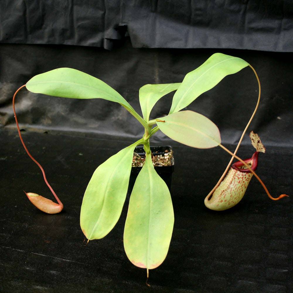 
                      
                        Nepenthes burbidgeae x sibuyanensis BE-3974
                      
                    