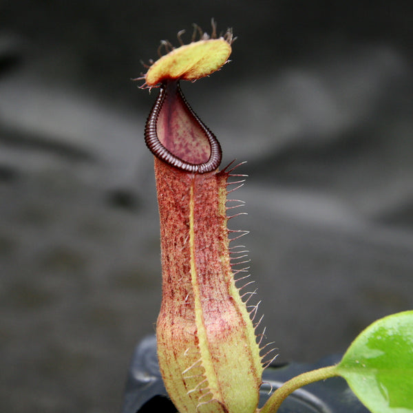 Nepenthes (truncata x campanulata) x hamata MT, CAR-0186