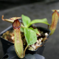 Nepenthes (truncata x campanulata) x hamata MT, CAR-0186