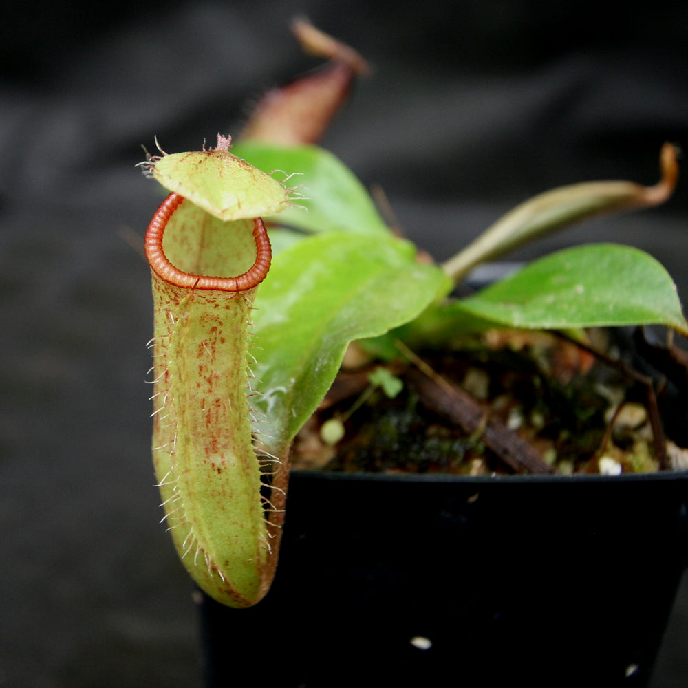 
                      
                        Nepenthes (truncata x campanulata) x hamata MT, CAR-0186
                      
                    