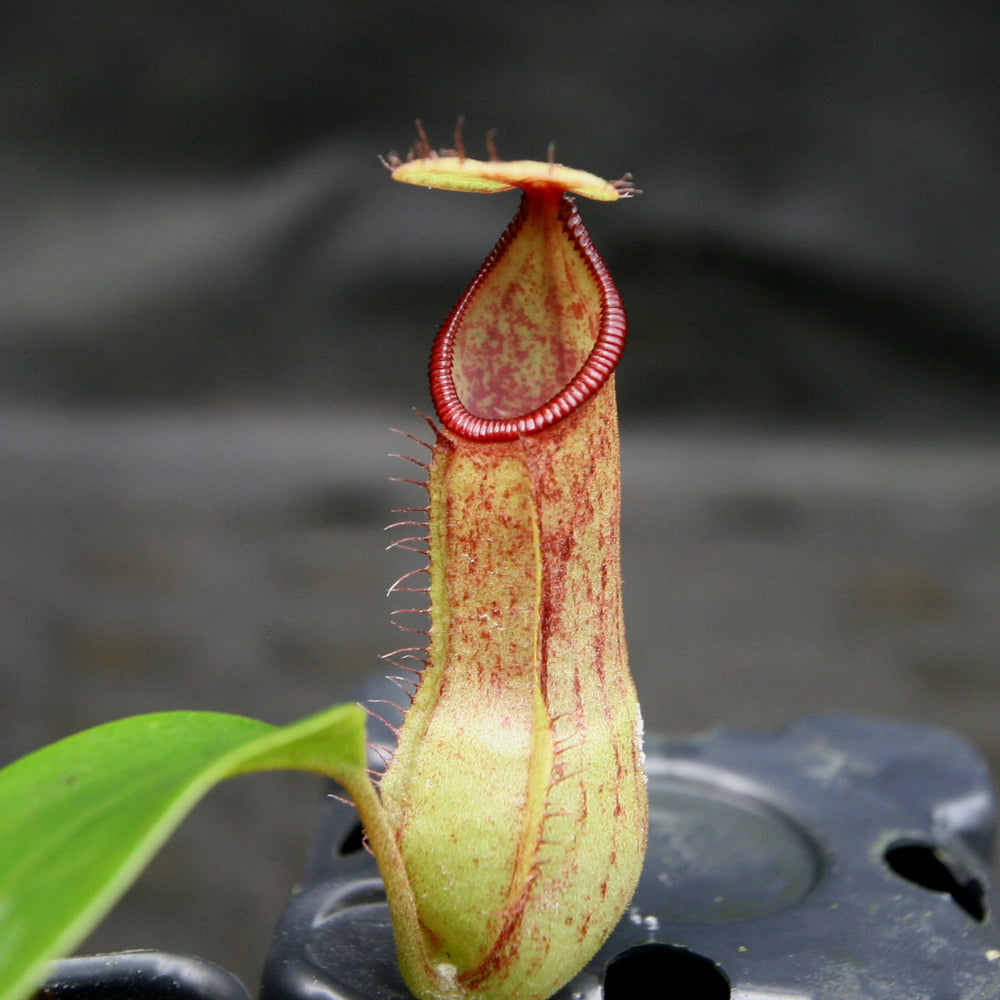 
                      
                        Nepenthes (truncata x campanulata) x hamata MT, CAR-0186
                      
                    