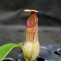 Nepenthes (truncata x campanulata) x hamata MT, CAR-0186