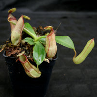 Nepenthes (truncata x campanulata) x hamata MT, CAR-0186