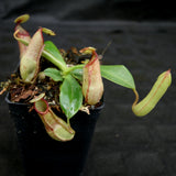 Nepenthes (truncata x campanulata) x hamata MT, CAR-0186