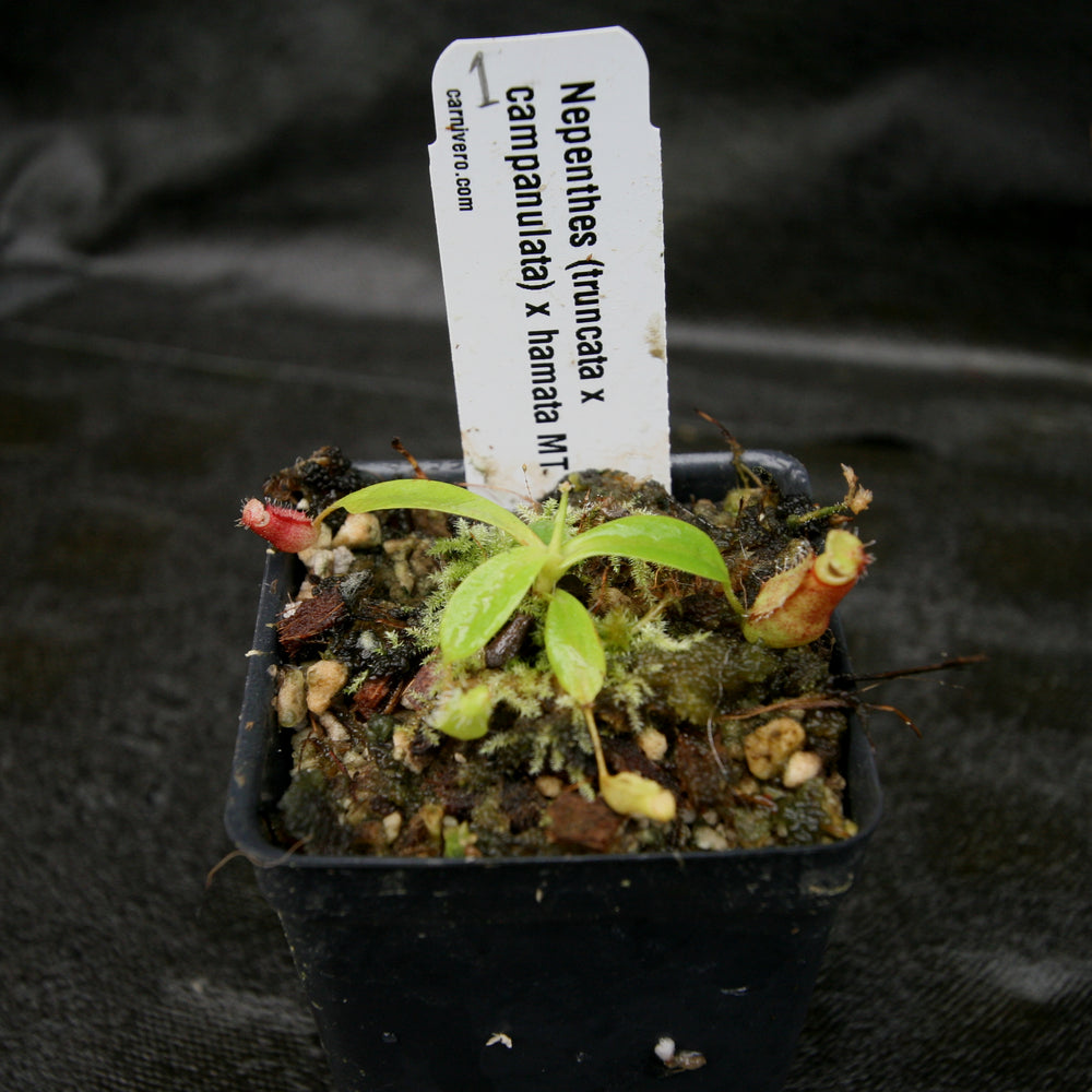 
                      
                        Nepenthes (truncata x campanulata) x hamata MT, CAR-0186
                      
                    
