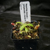 Nepenthes (truncata x campanulata) x hamata MT, CAR-0186