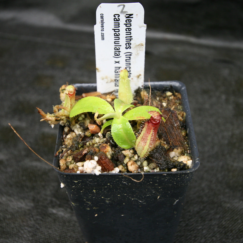
                      
                        Nepenthes (truncata x campanulata) x hamata MT, CAR-0186
                      
                    