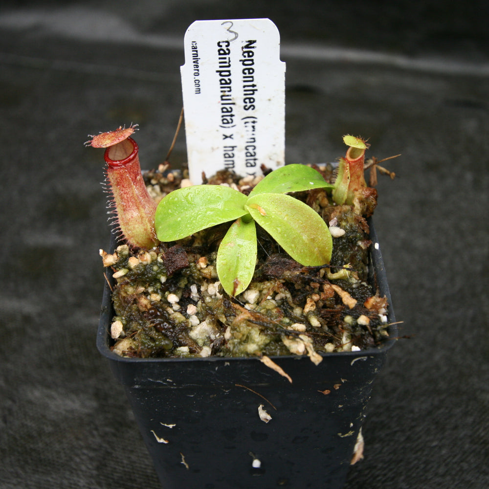 
                      
                        Nepenthes (truncata x campanulata) x hamata MT, CAR-0186
                      
                    