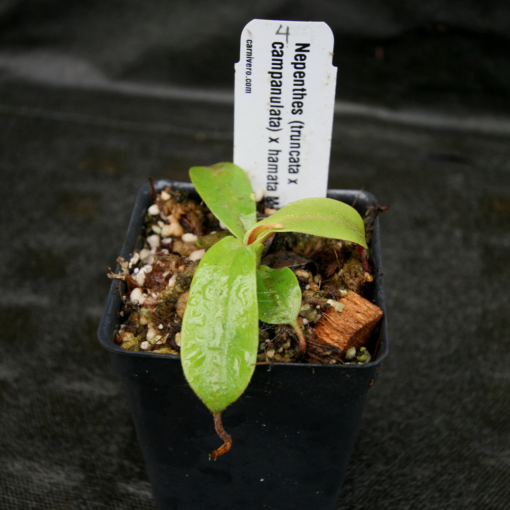 
                      
                        Nepenthes (truncata x campanulata) x hamata MT, CAR-0186
                      
                    