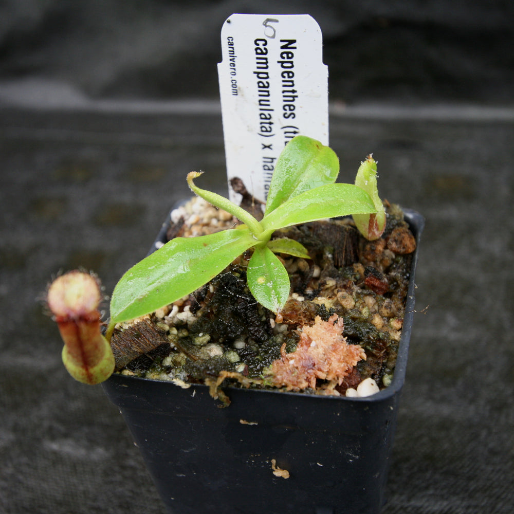 
                      
                        Nepenthes (truncata x campanulata) x hamata MT, CAR-0186
                      
                    