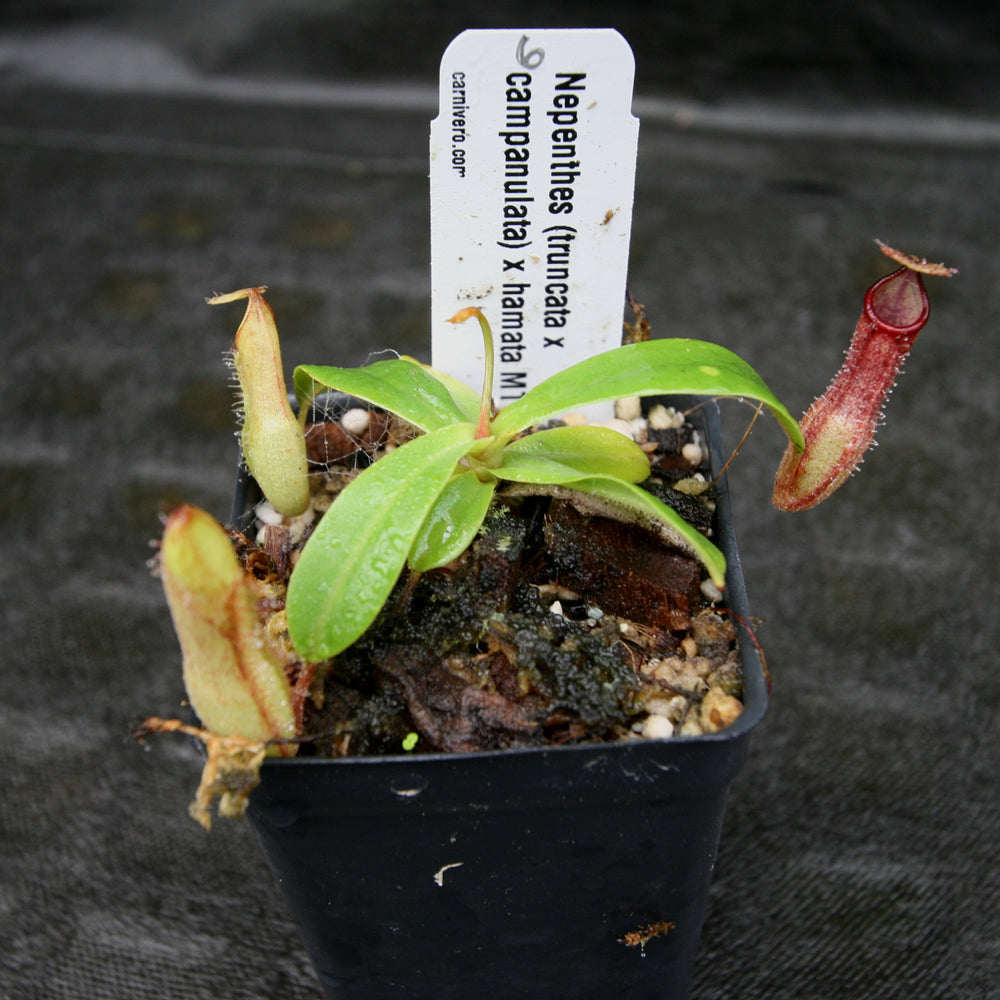 
                      
                        Nepenthes (truncata x campanulata) x hamata MT, CAR-0186
                      
                    