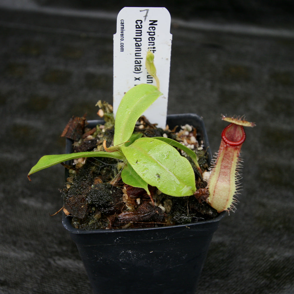 
                      
                        Nepenthes (truncata x campanulata) x hamata MT, CAR-0186
                      
                    
