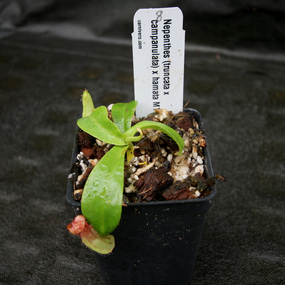 
                      
                        Nepenthes (truncata x campanulata) x hamata MT, CAR-0186
                      
                    