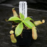 Nepenthes (truncata x campanulata) x hamata MT, CAR-0186