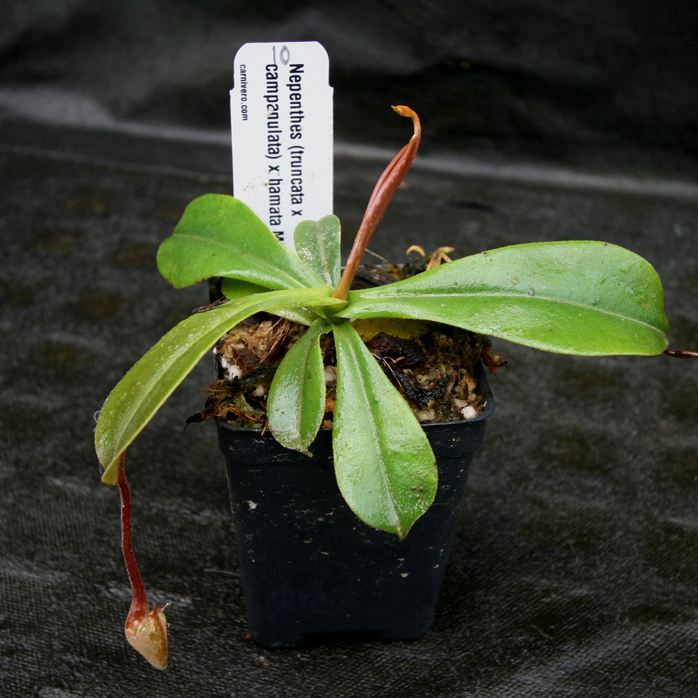 
                      
                        Nepenthes (truncata x campanulata) x hamata MT, CAR-0186
                      
                    