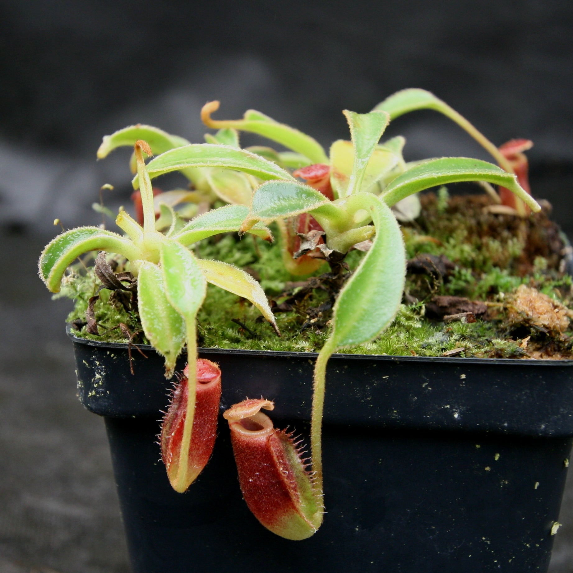 Nepenthes lowii Trusmadi, CAR-0018 – Carnivero