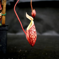 Nepenthes glabrata
