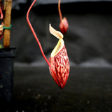 Nepenthes glabrata