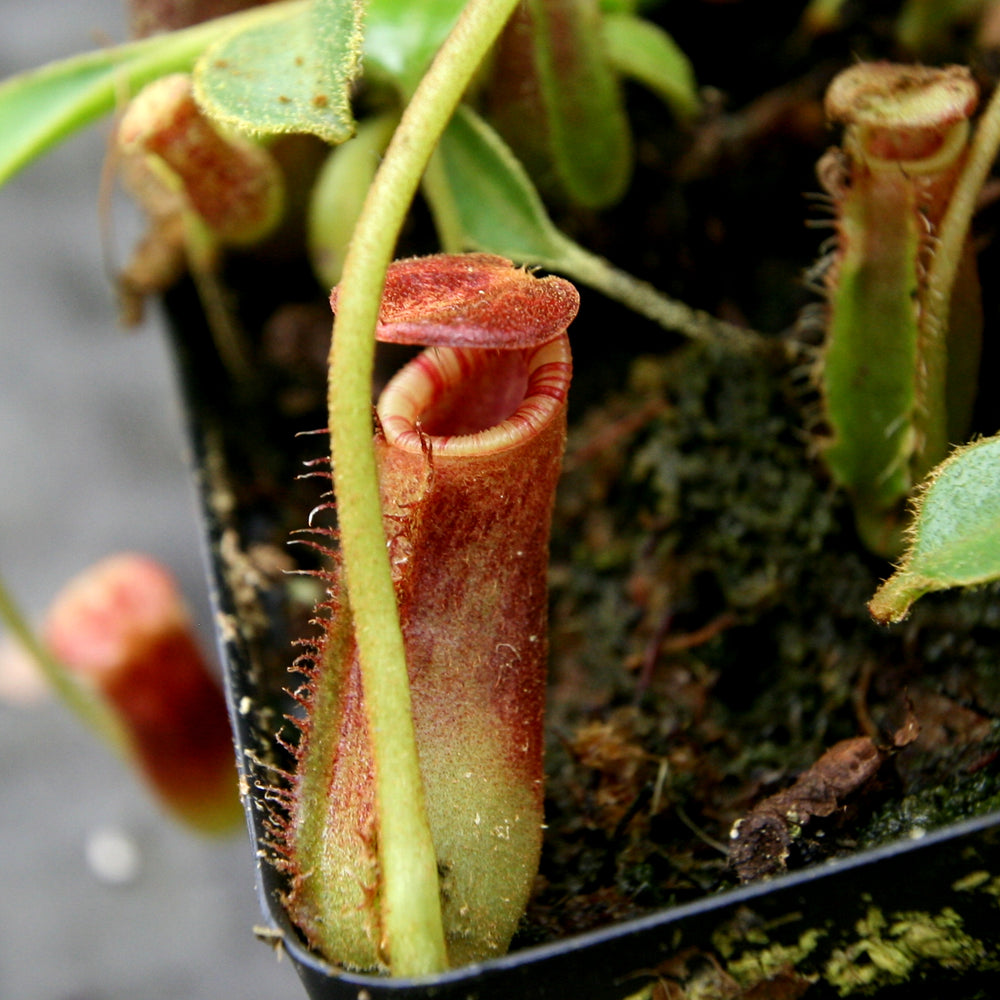 
                      
                        Nepenthes lowii Trusmadi, CAR-0018
                      
                    