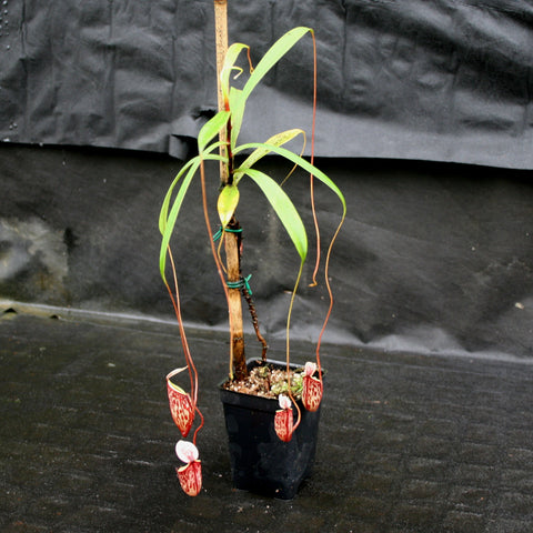 Nepenthes glabrata BE-4592 on a stake with bright green leaves and long reddish tendrils bearing slender red pitchers