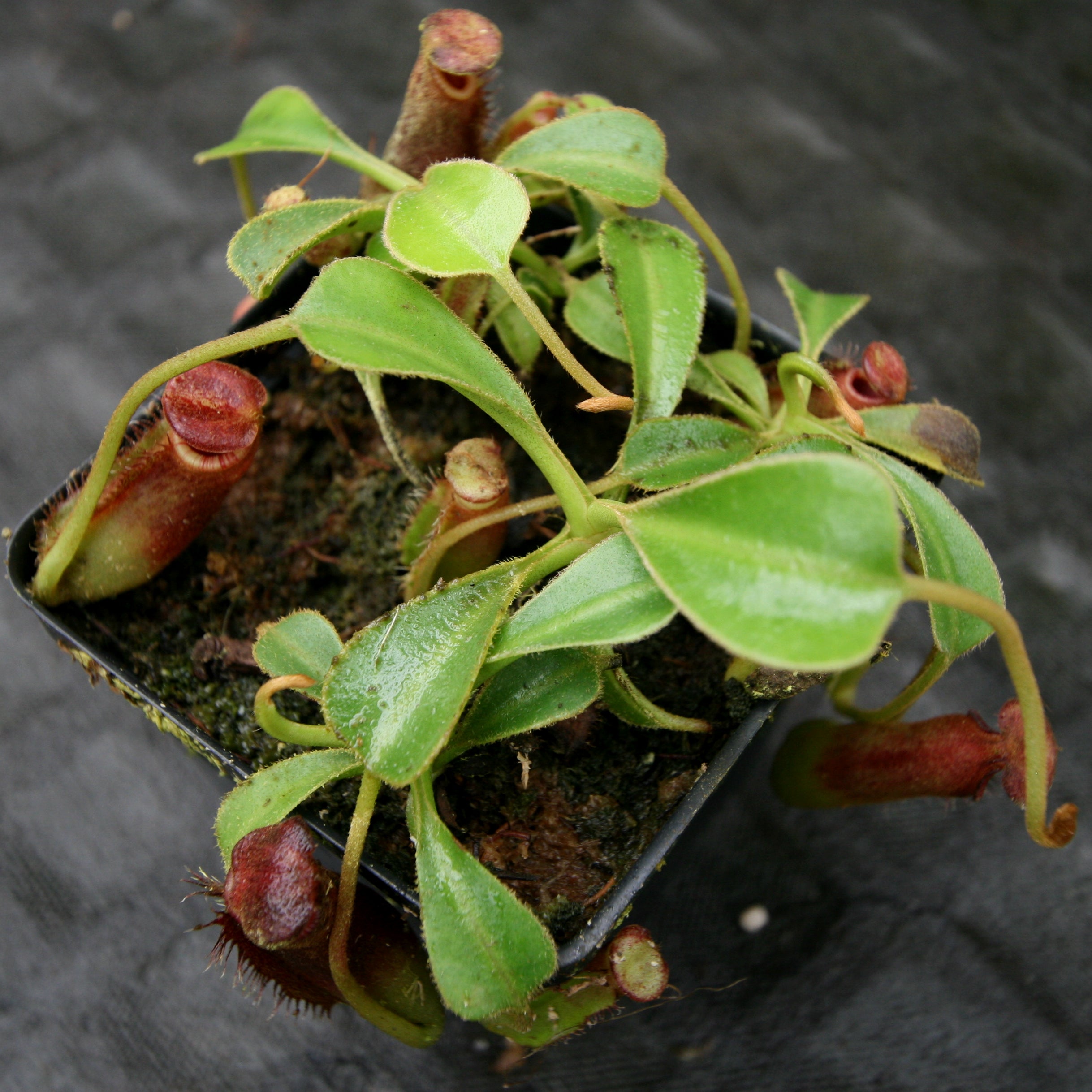Nepenthes lowii Trusmadi, CAR-0018 – Carnivero