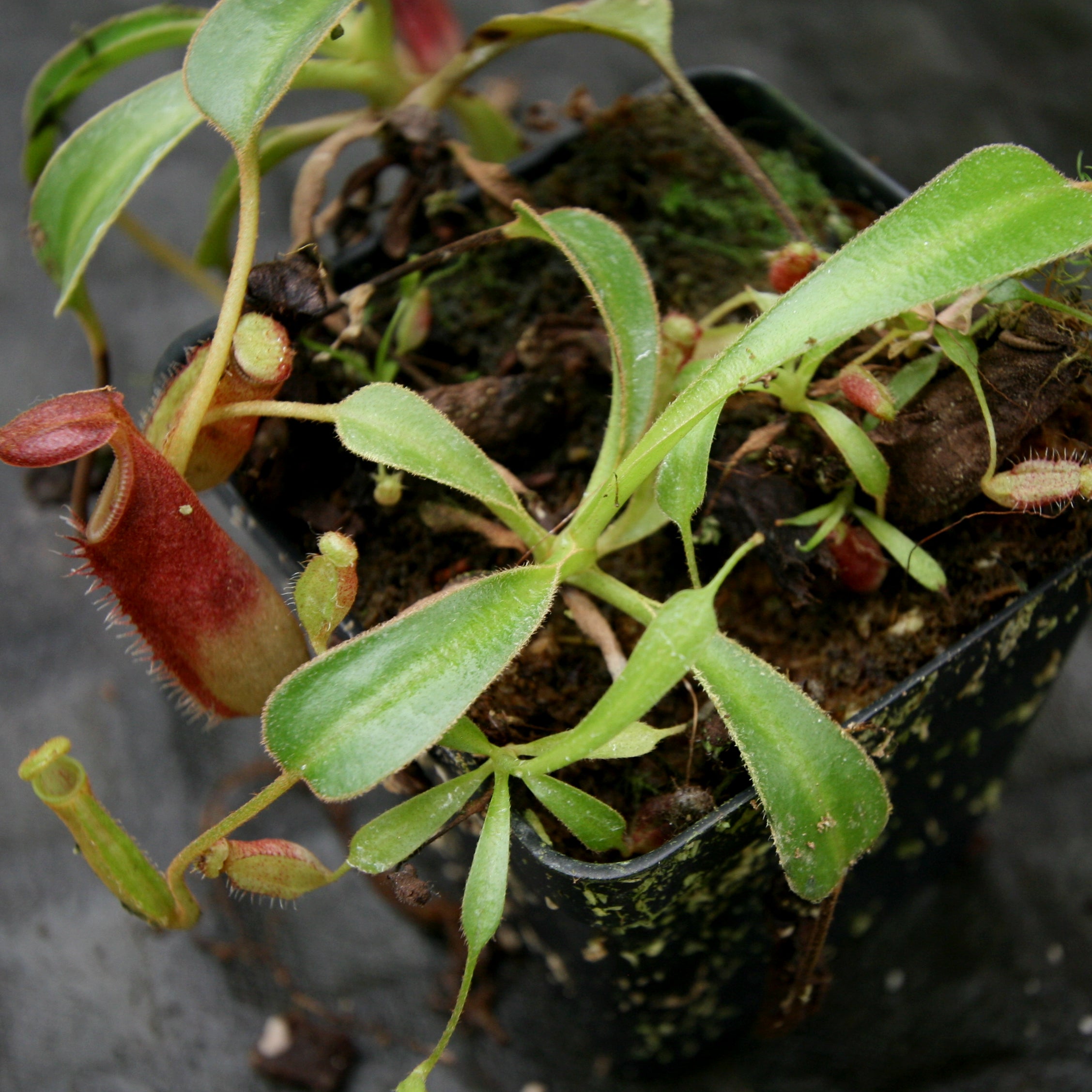 Nepenthes lowii Trusmadi, CAR-0018 – Carnivero