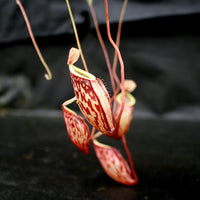 Nepenthes glabrata