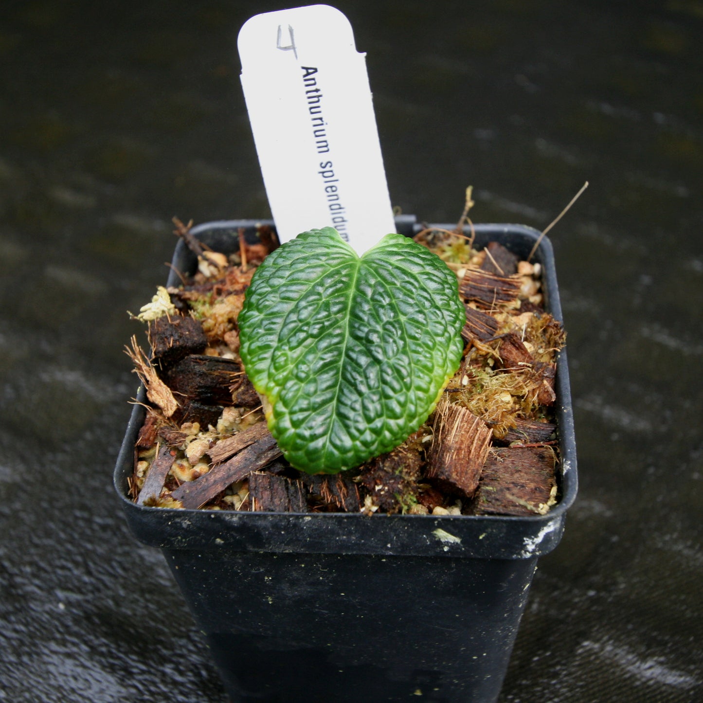 anthurium scandens for sale Anthurium splendidum – Carnivero