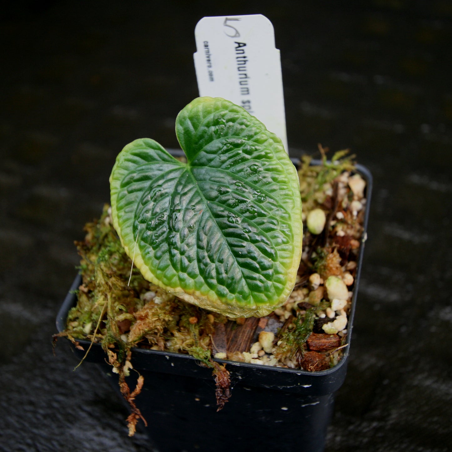 anthurium sp limon Anthurium splendidum – Carnivero