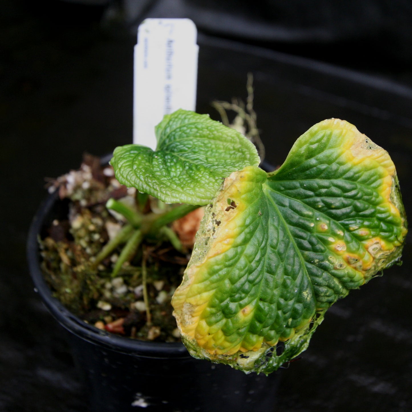 anthurium splendidum Anthurium splendidum – Carnivero