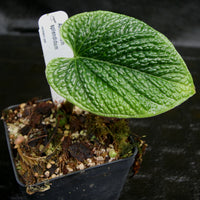 Anthurium splendidum