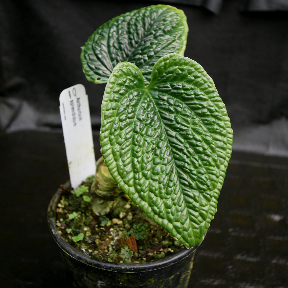 
                      
                        Anthurium splendidum
                      
                    